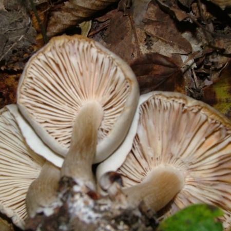 Tricholoma saponaceum